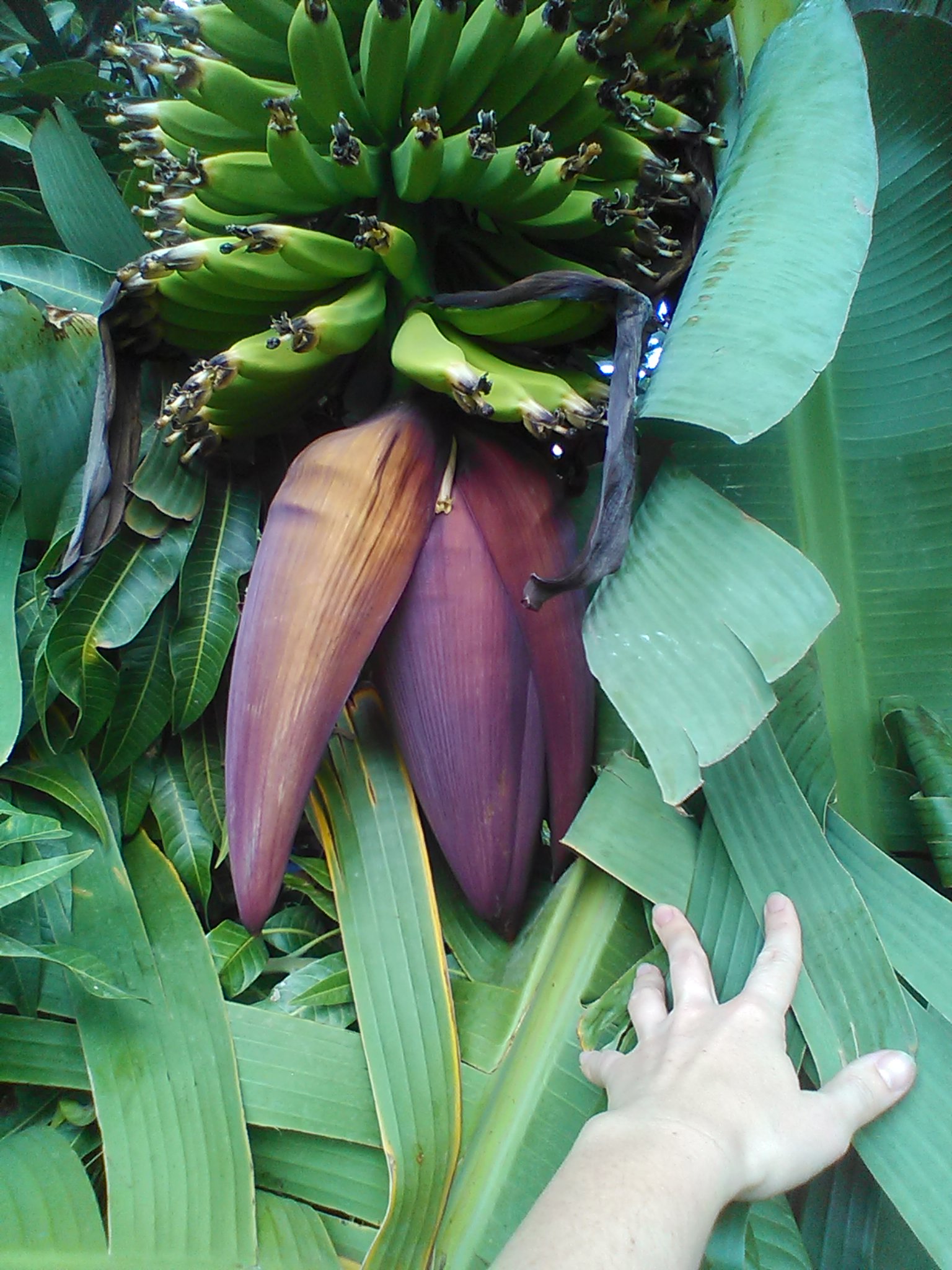 Lila-banane